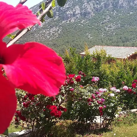 Begonvilla
