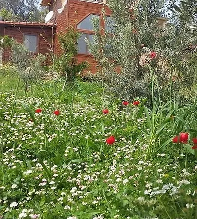 Begonvilla