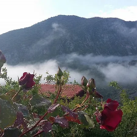Begonvilla